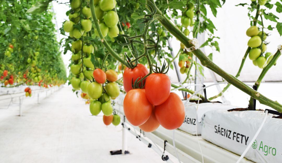 Tomates cultivados en contenedor