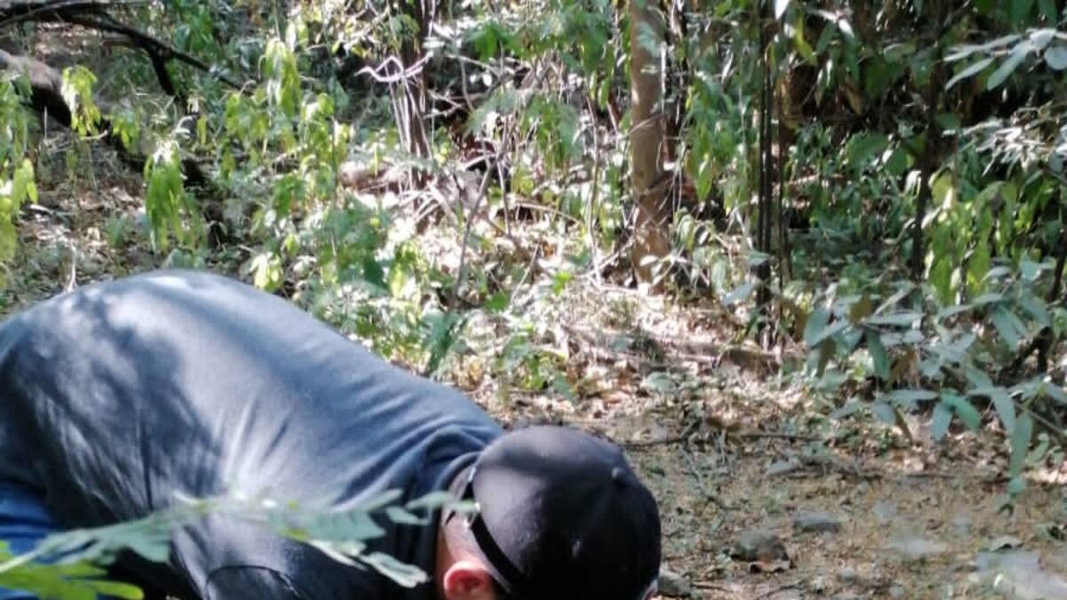 Investigan a una red que comercializa huevos de iguana en el Magdalena
