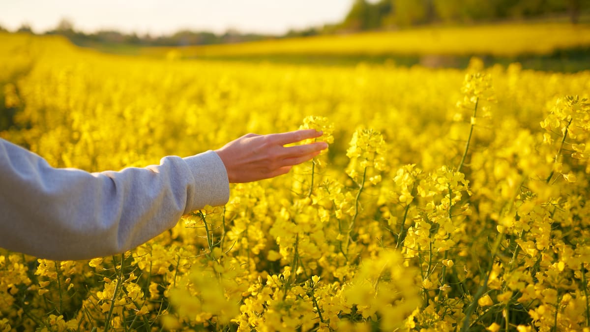 ¿En qué se basa la terapia floral?