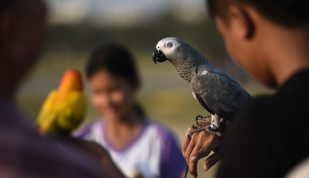Loro usa asistente de Amazon para escuchar música y pedir frutas