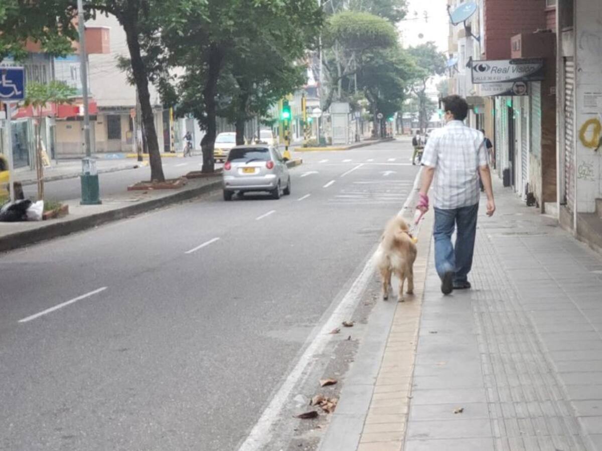 ¿Cómo es el cuidado de animales callejeros de Bogotá en la cuarentena?