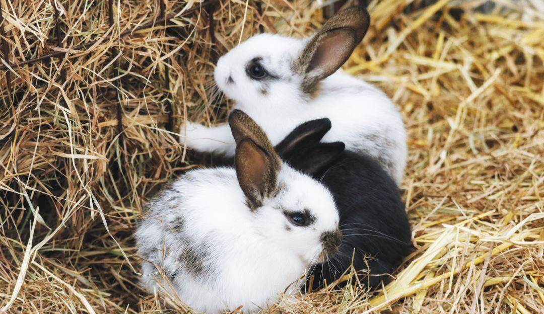 Cria de conejos