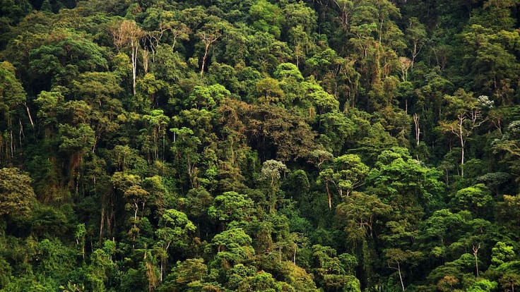 En riesgo de extinción 45% de los árboles y arbustos endémicos de Colombia