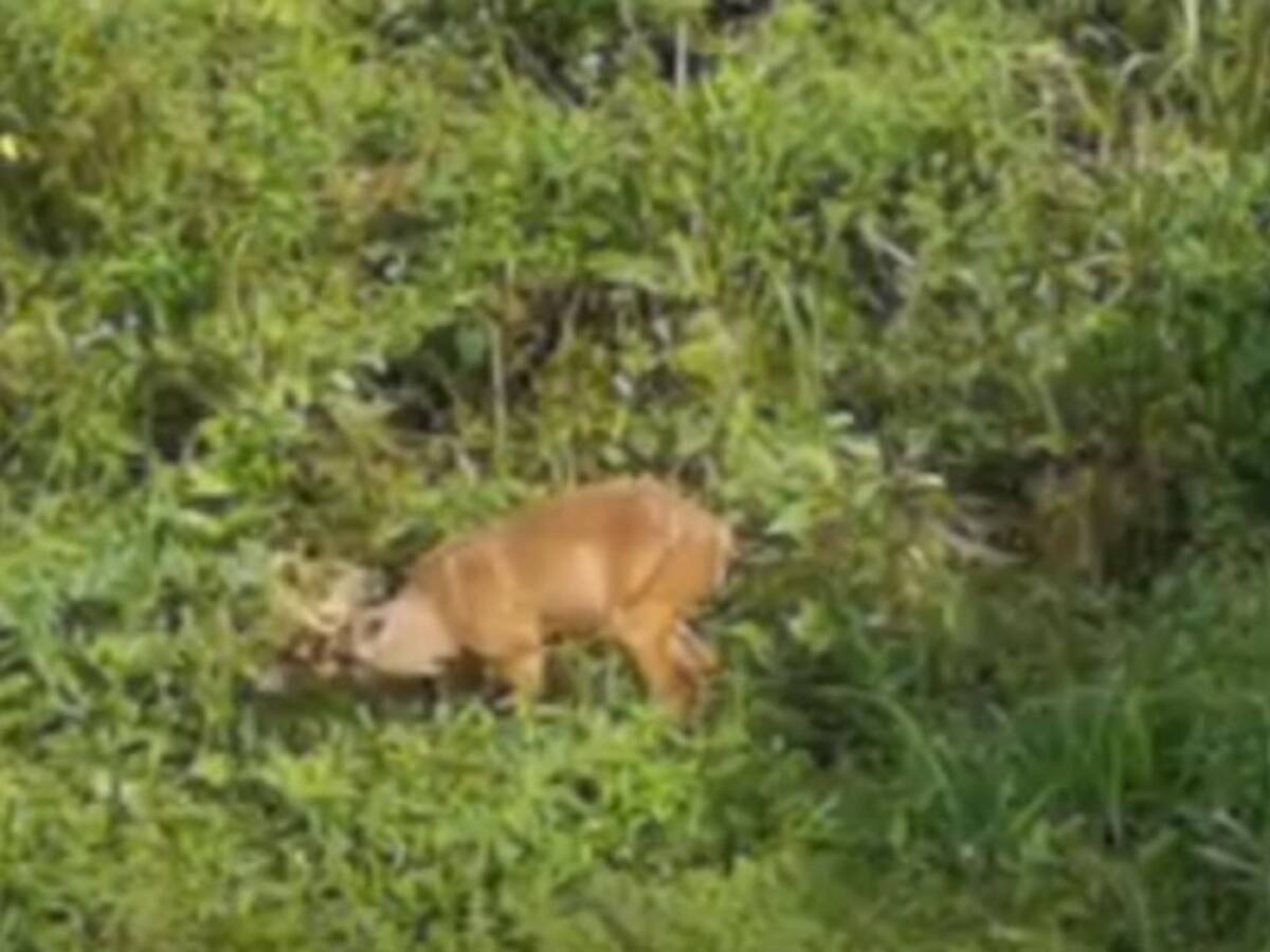 Venados fueron observados desde una finca turística en el Quindío