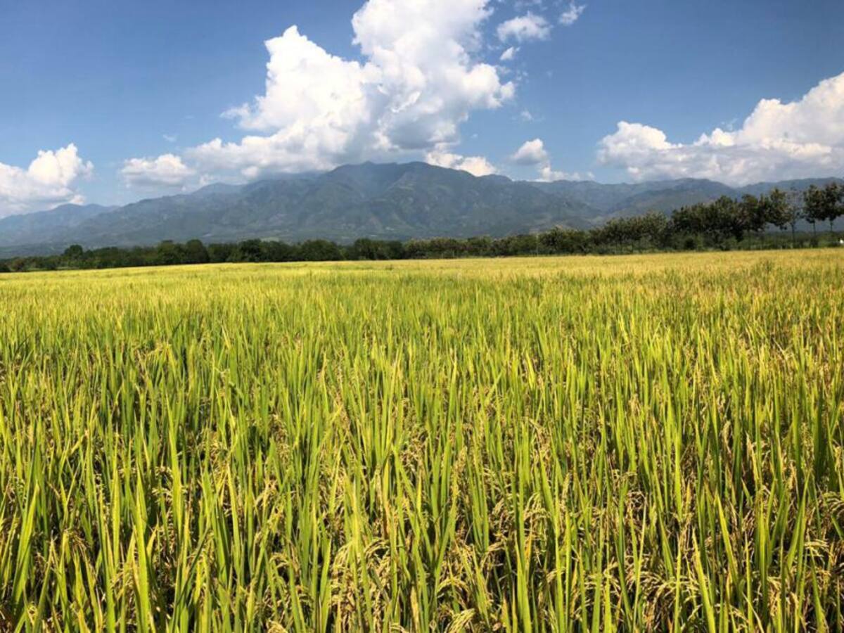 Llegó época de sembrar y piden semillas certificadas para buenas cosechas