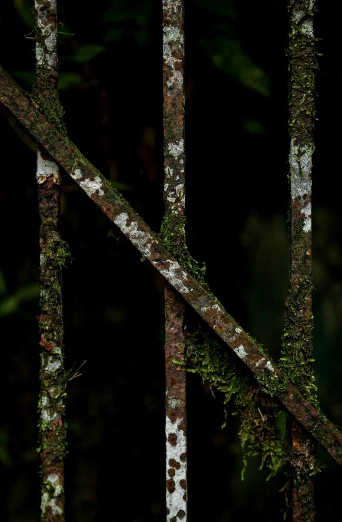 La naturaleza reclama su territorio y se instala en las ruinas de lo que alguna vez fue un temido lugar de reclusión en el Pacífico colombiano.