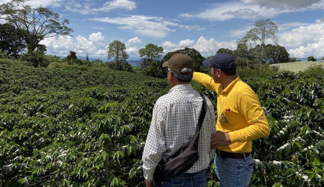 Caficultores del Huila a renovar sus cultivos.