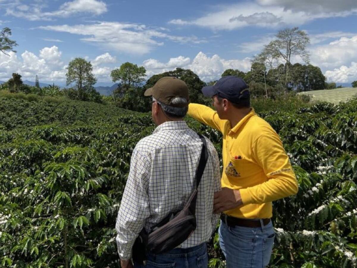 Caficultores del Huila a renovar sus cultivos