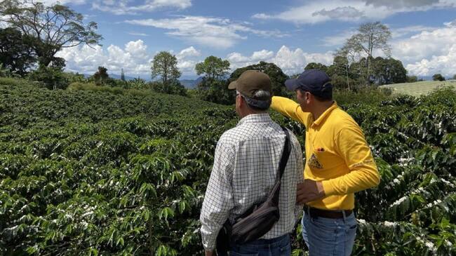 Caficultores del Huila a renovar sus cultivos.