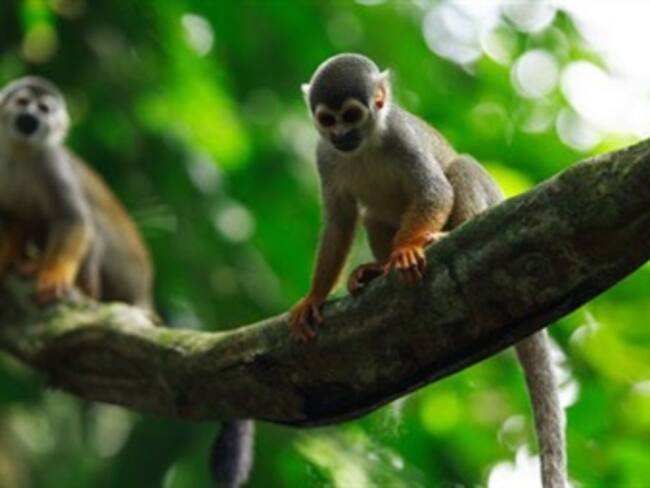 Sólo 227 especies dominan la selva amazónica
