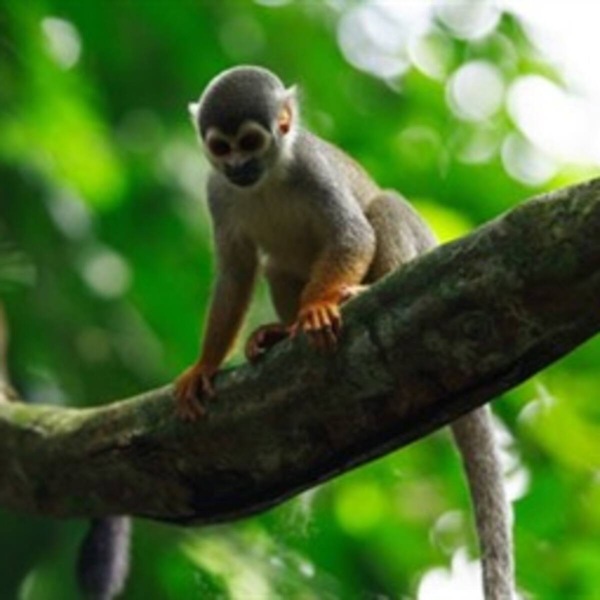 Sólo 227 especies dominan la selva amazónica