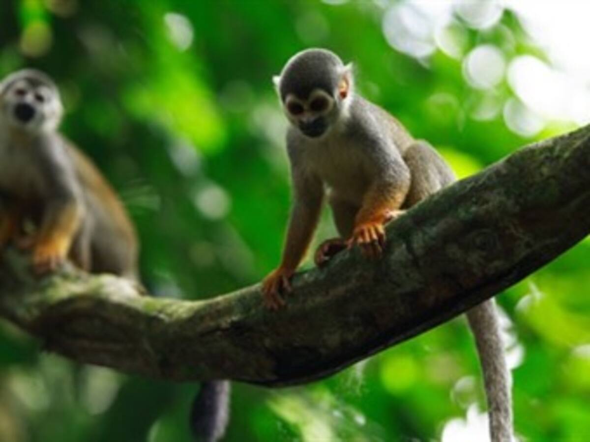 Sólo 227 especies dominan la selva amazónica