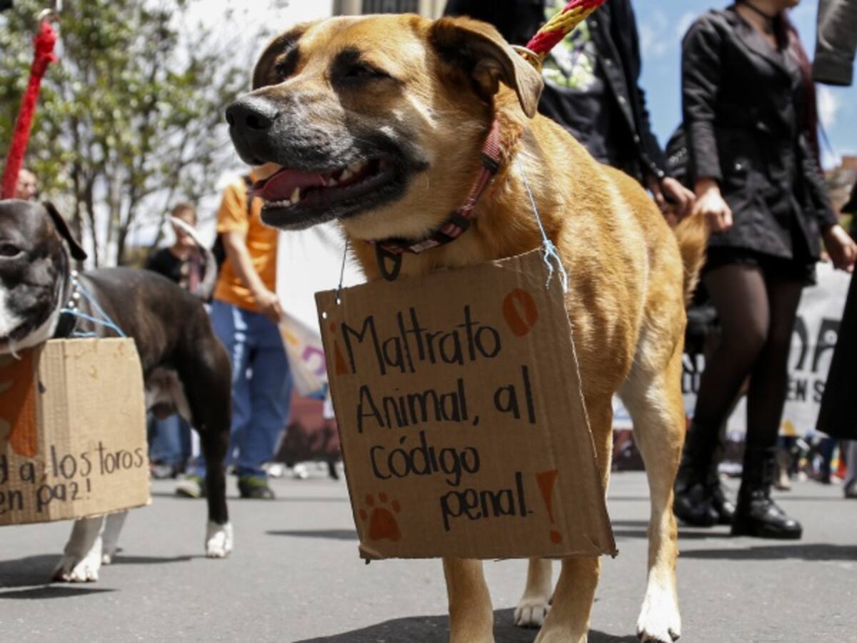 Animalistas celebran proyecto de ley para castigar a agresores de animales