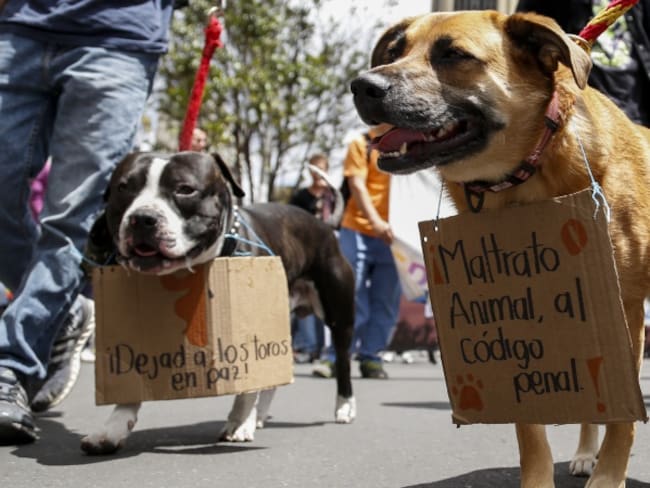 Animalistas celebran proyecto de ley para castigar a agresores de animales