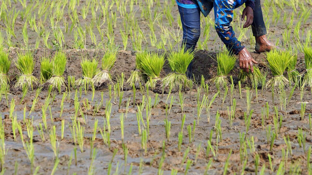 El bloqueo se ha llevado a cabo de manera tranquila y civilizada: productor de arroz sobre paro