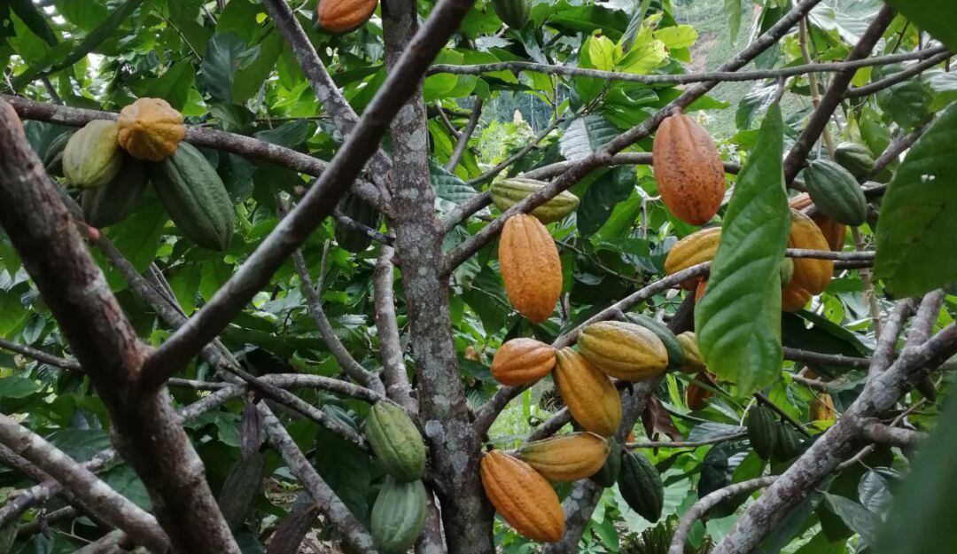 Cacao