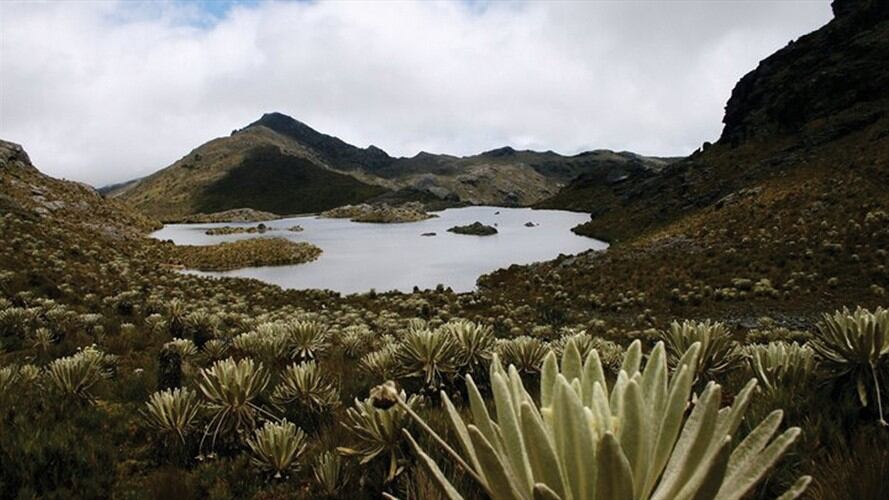 Páramo de Santurbán,. Foto: Colprensa