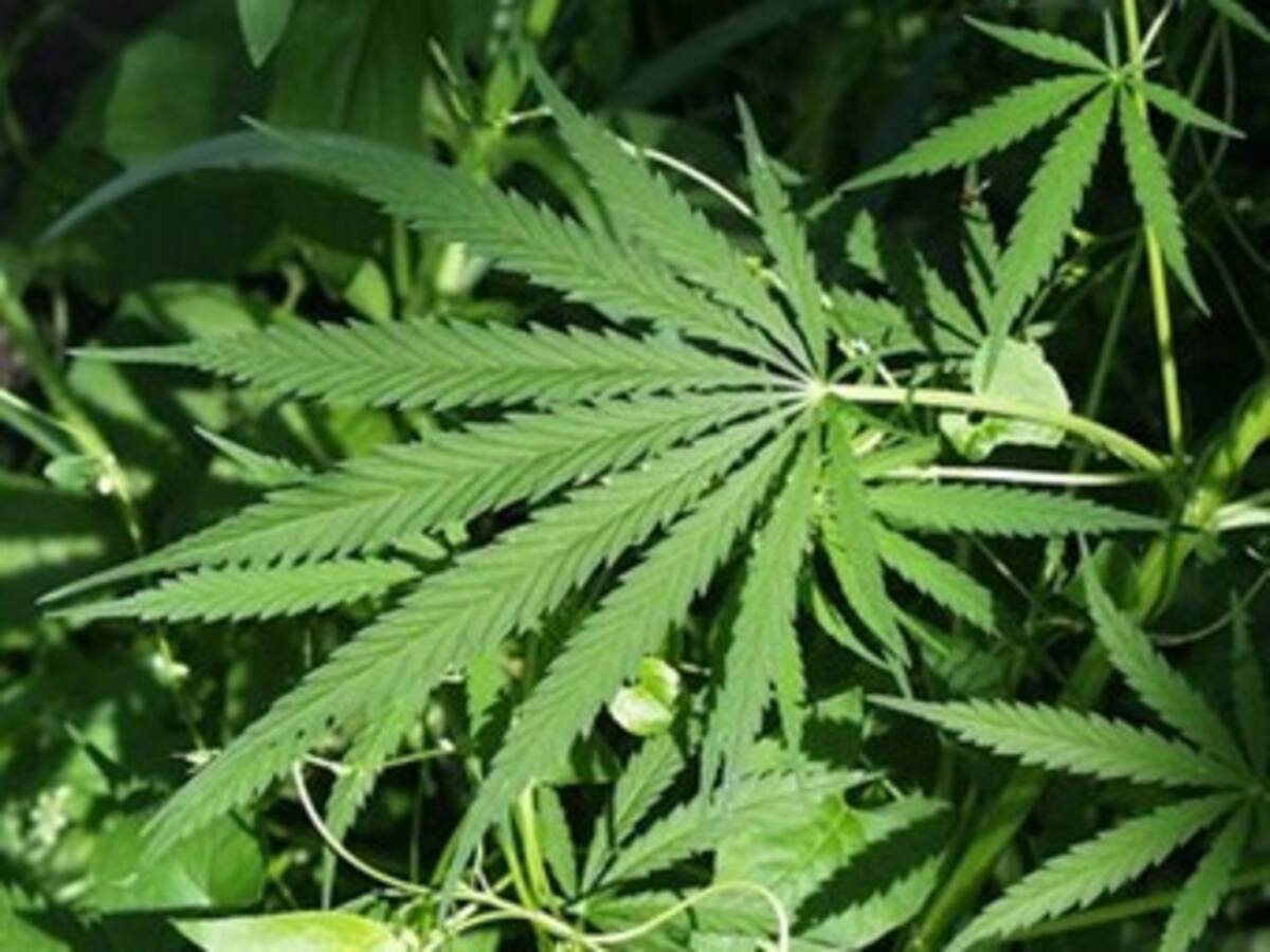 California decide si legaliza el uso recreativo de la marihuana