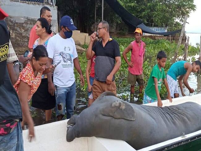 Hallan manatí muerto en la Ciénaga de Ayapel, en Córdoba