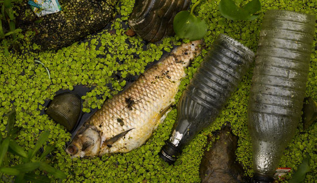 Plásticos en río de India 