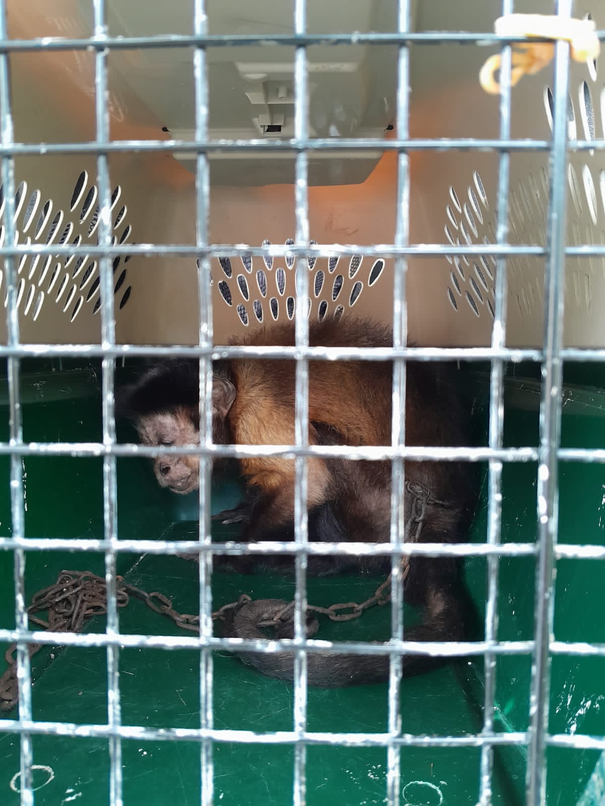 El Mono está siendo revisado por expertos de la CAM con el fin de ponerlo en libertad en su hábitat natural en los próximos días.