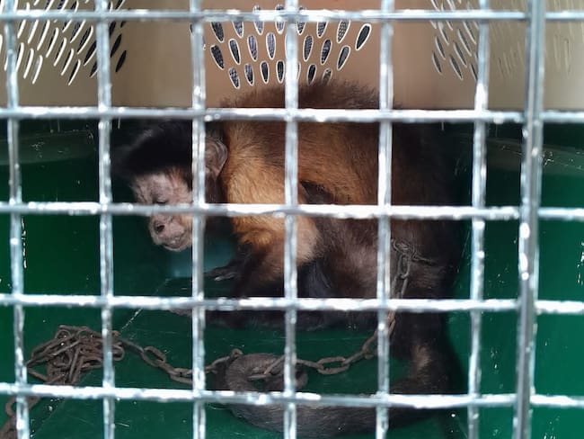 El Mono está siendo revisado por expertos de la CAM con el fin de ponerlo en libertad en su hábitat natural en los próximos días.
