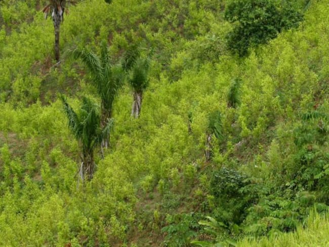 Francia reconvertirá en guías forestales a exguerrilleros de las FARC