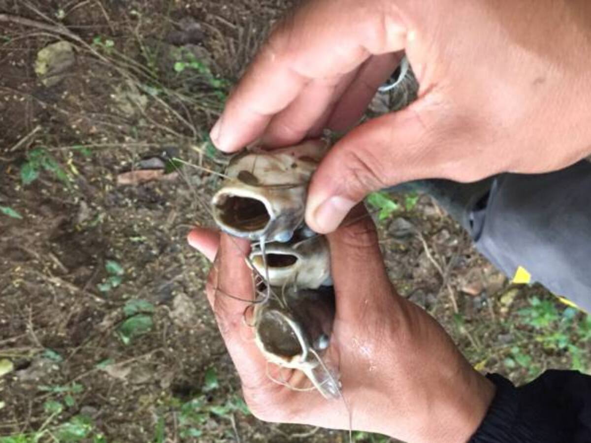 Investigan mortandad de peces en el río Cesar