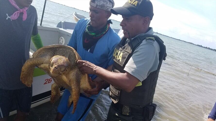 Policía del Atlántico rescata a una tortuga carey. Foto: Policía del Atlántico
