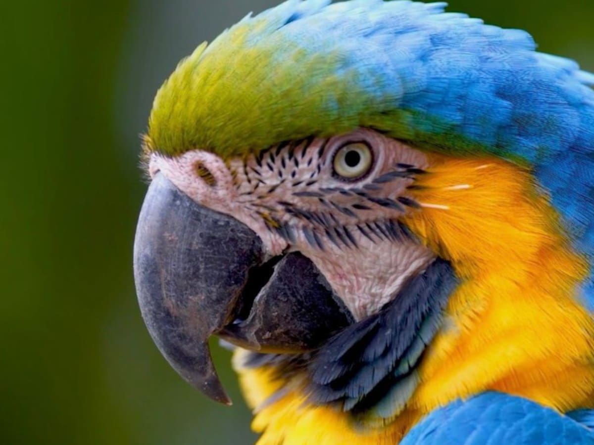 Corantioquia alerta sobre el incremento en el tráfico de aves silvestres en el departamento