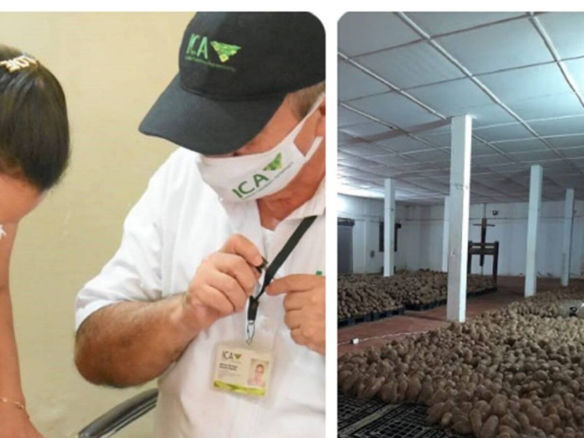 Plantas empacadoras de ñame de Bolívar cumplen requisitos del ICA