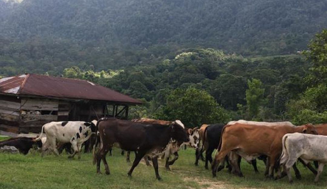 Imagen de referencia