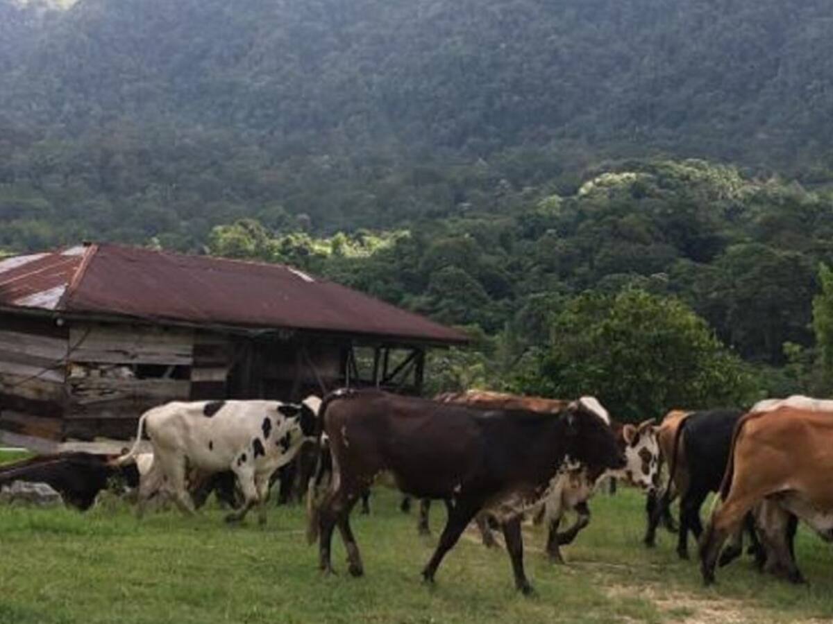 Toro desesperado atacó estación de policía en Bogotá