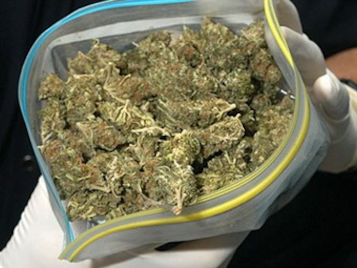 Presidente Chávez denuncia tráfico de 'súper marihuana' colombiana hacía Venezuela
