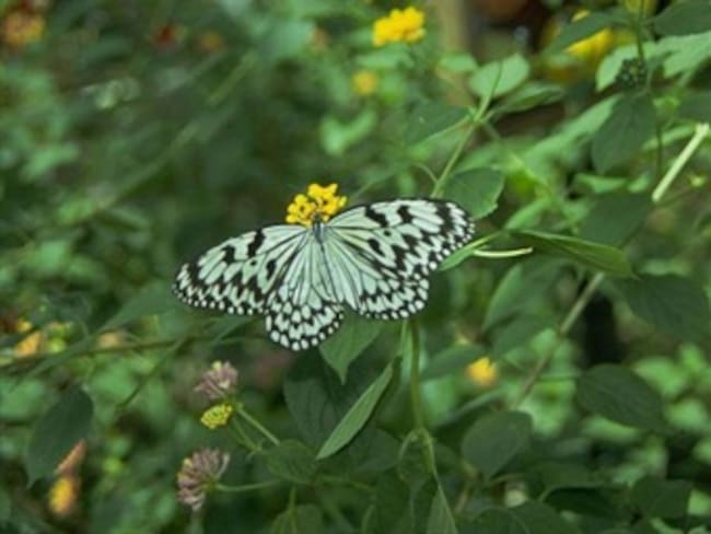 Mariposas de 20 especies batirán sus alas en el Jardín Botánico de Bogotá