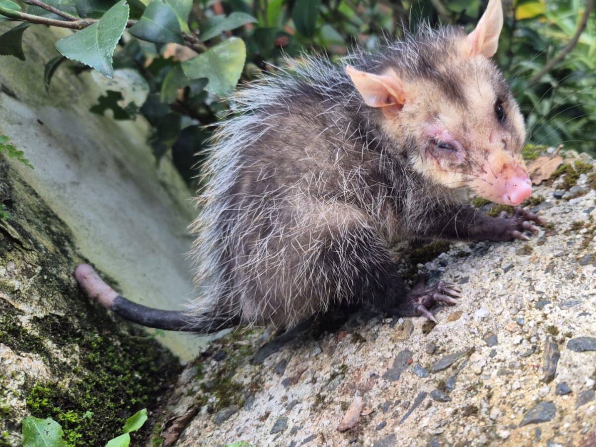 La mala tenencia de mascotas como perros y gatos tiene en riesgo la fauna en el Oriente de Antioquia