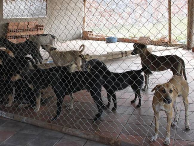 Lanzan aplicación para adoptar animales abandonados en Bogotá