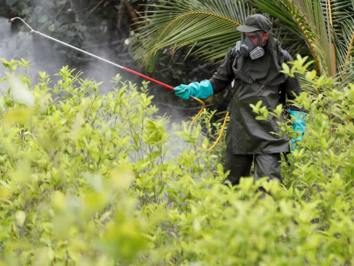 Policía iniciará aspersión terrestre con glifosato en Argelia, Cauca, desde enero de 2026