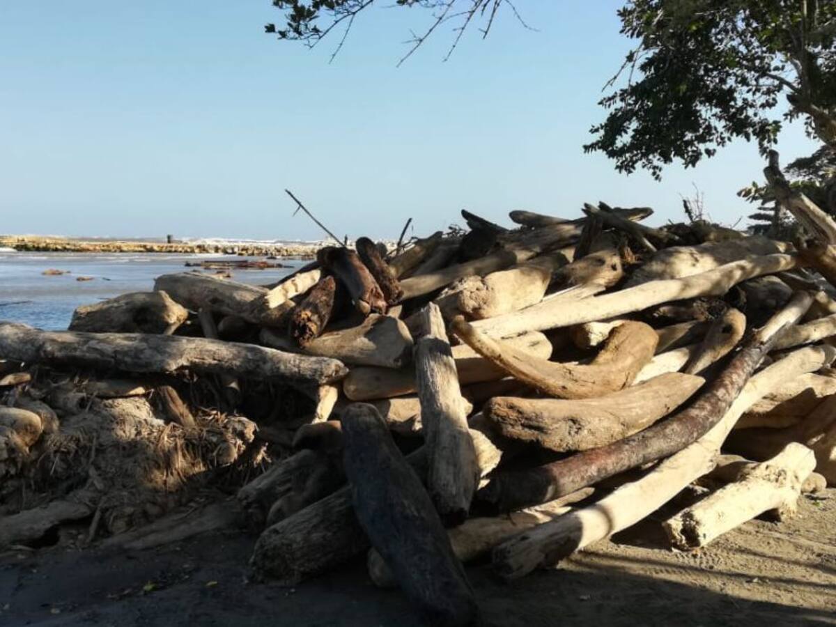 Advierten nueva palizada en playas de Puerto Colombia