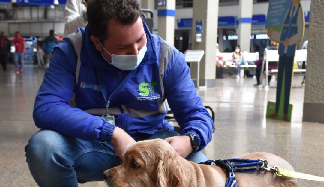 Guia para transporte de mascotas