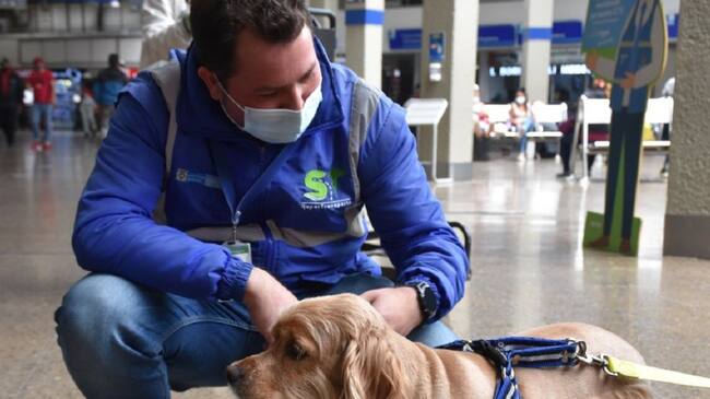 Guia para transporte de mascotas