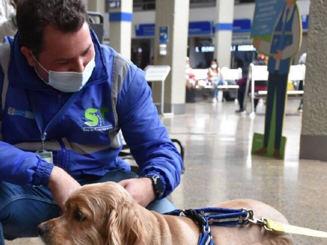 Guia para transporte de mascotas