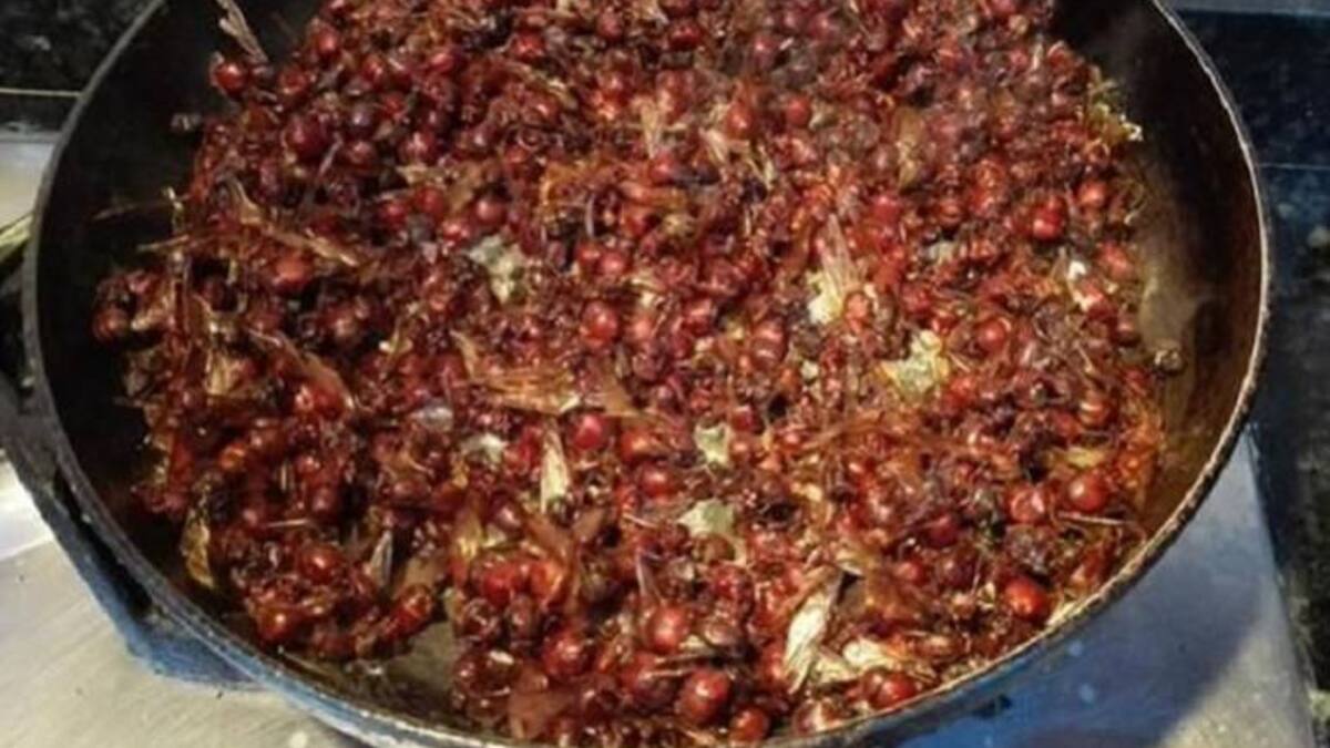 ¿Le gusta comer las hormigas culonas? Así viven, así se cocinan