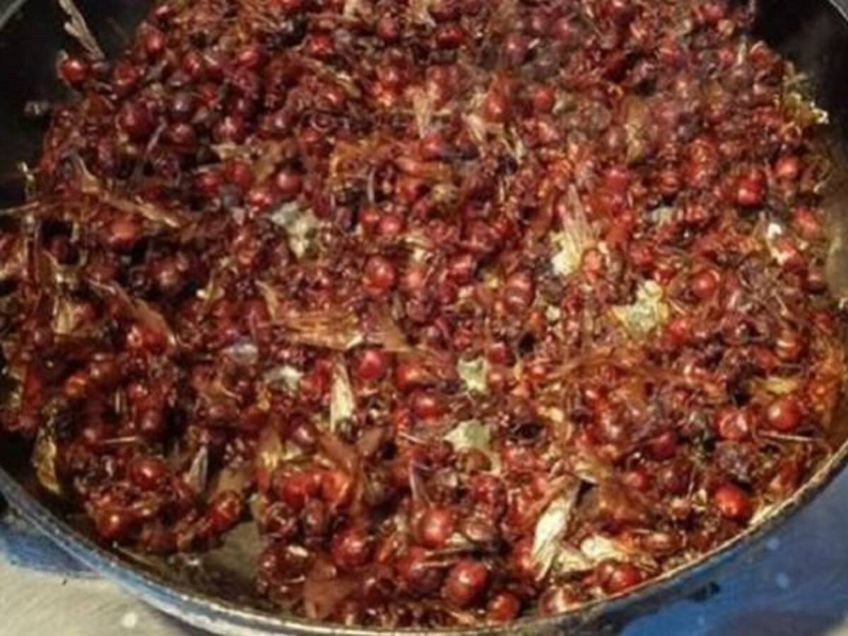 ¿Le gusta comer las hormigas culonas? Así viven, así se cocinan
