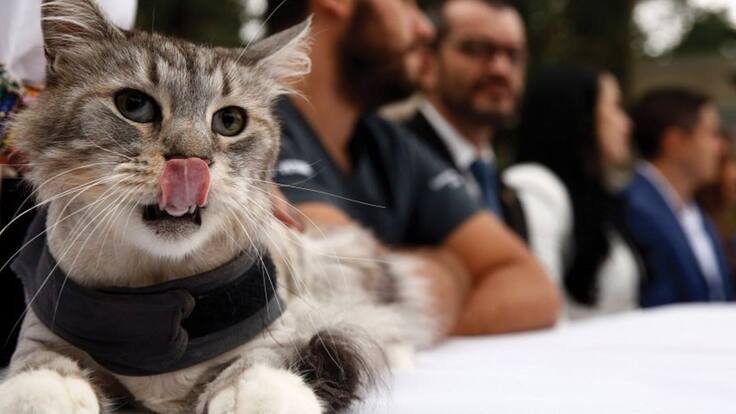 Se implanta el primer marcapasos para gatos en Colombia