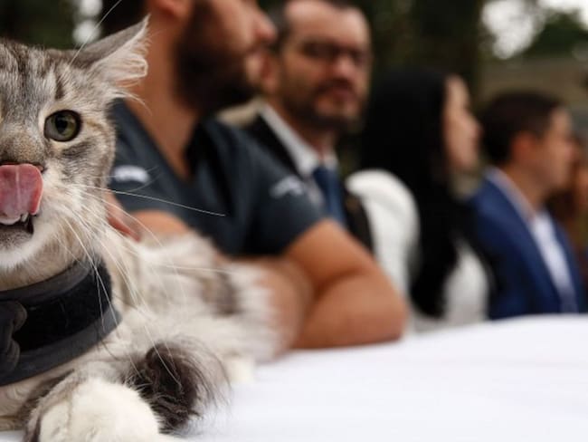 Se implanta el primer marcapasos para gatos en Colombia