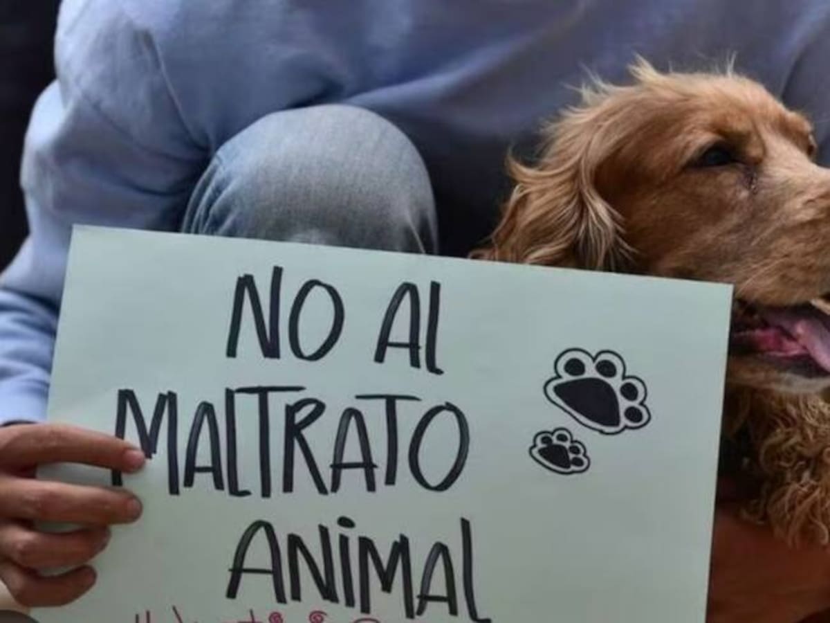 Un perro murió tras ser víctima de un ataque con pólvora en Dagua, Valle