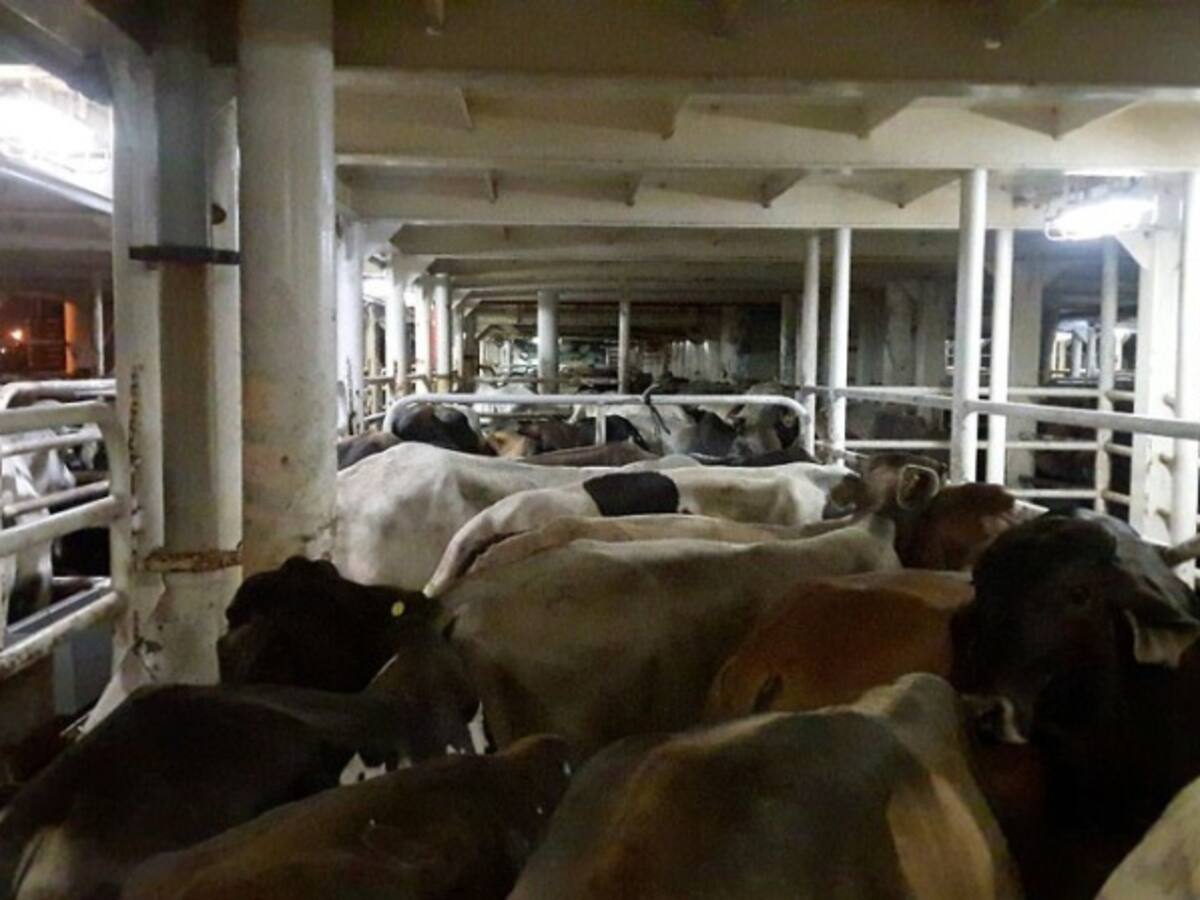 Se intensifican acciones de las autoridades para disminuir delito de abigeato en Tolima