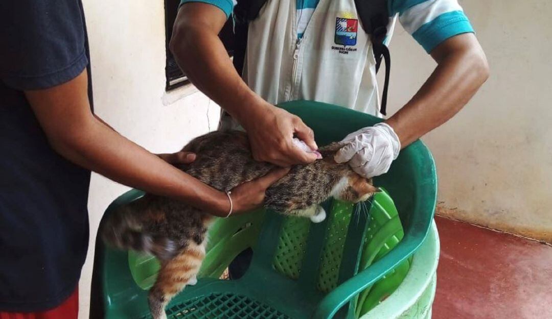 Detectan un caso de rabia animal en un gato de San Marcos