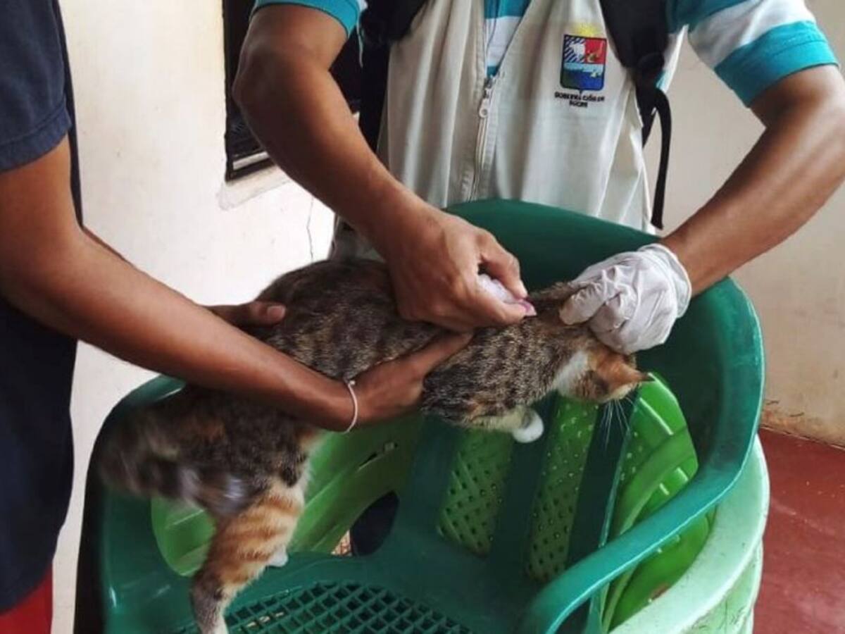 Detectan un caso de rabia animal en un gato de San Marcos